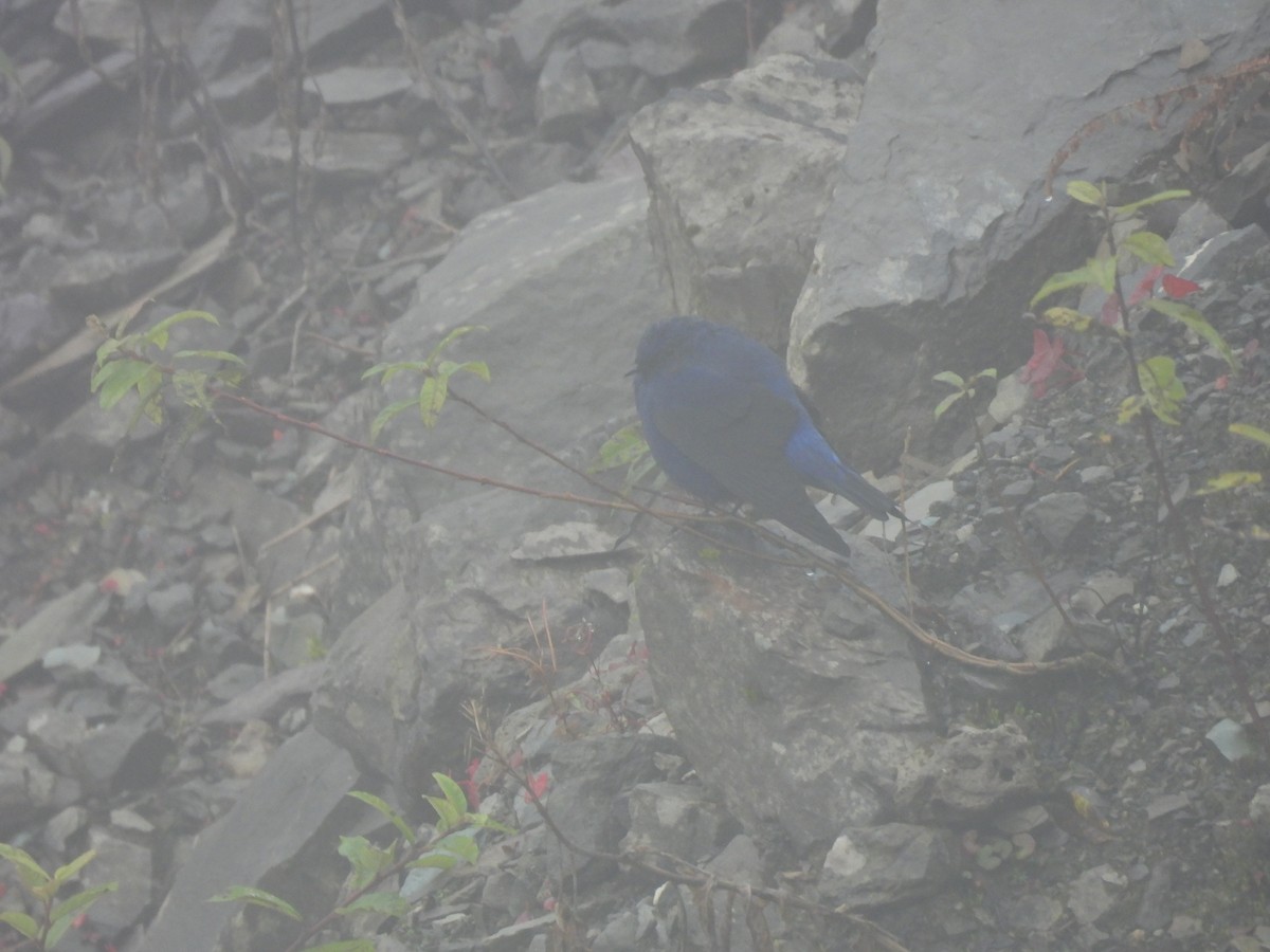 Grandala - ML644847096