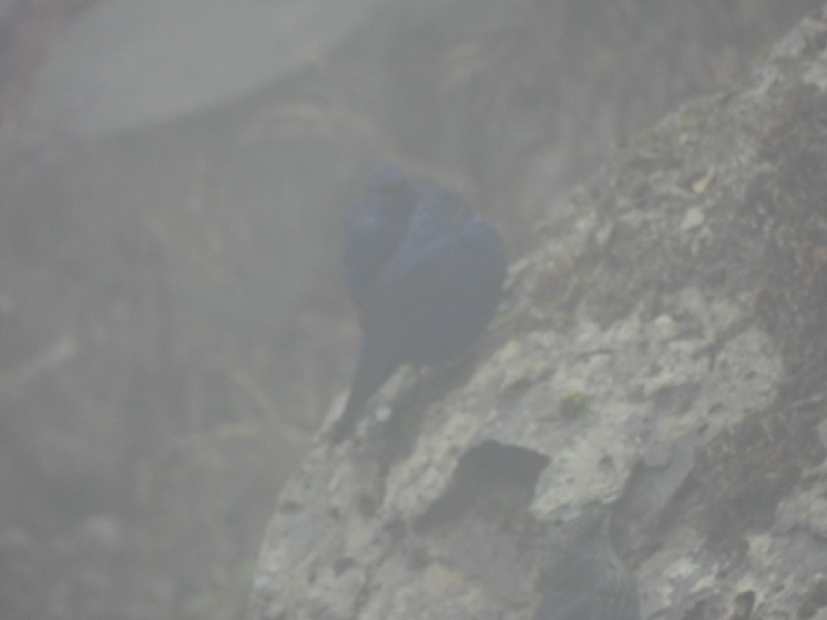 Grandala - ML644847097