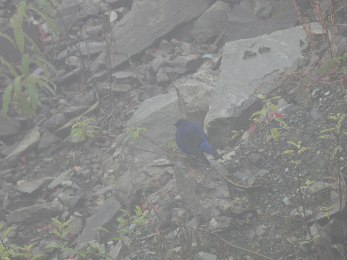 Grandala - ML644847098