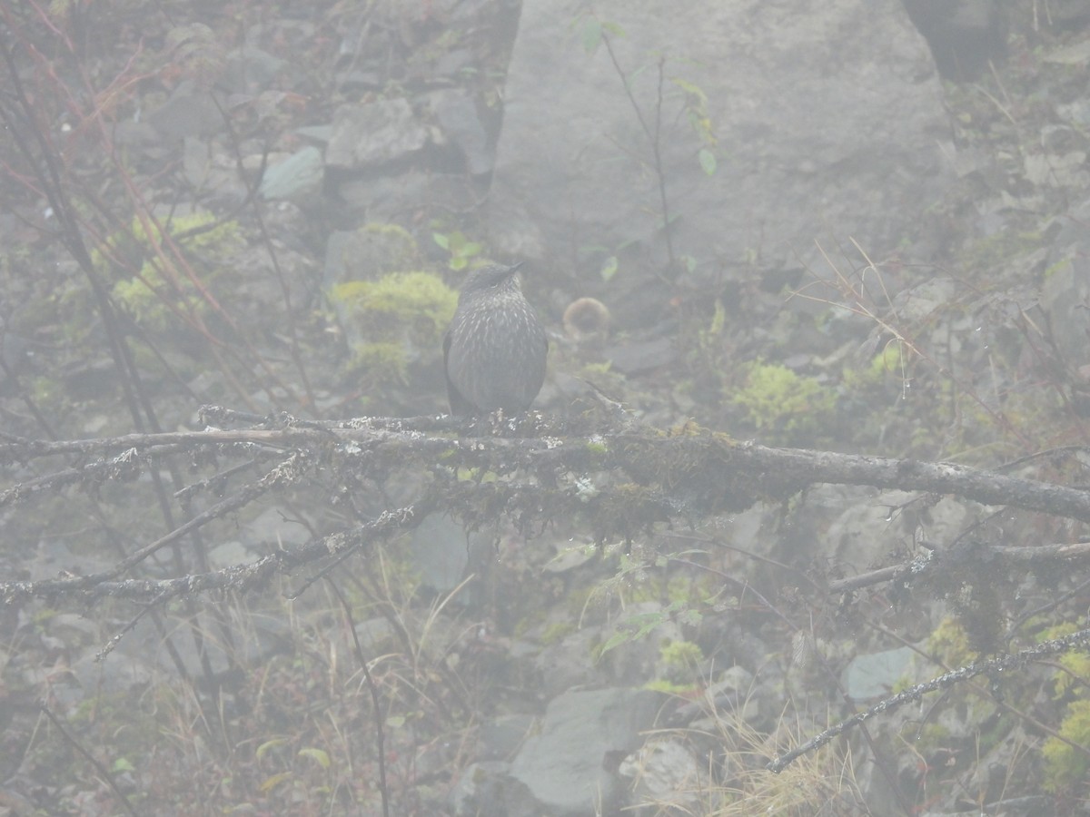 Grandala - ML644847099