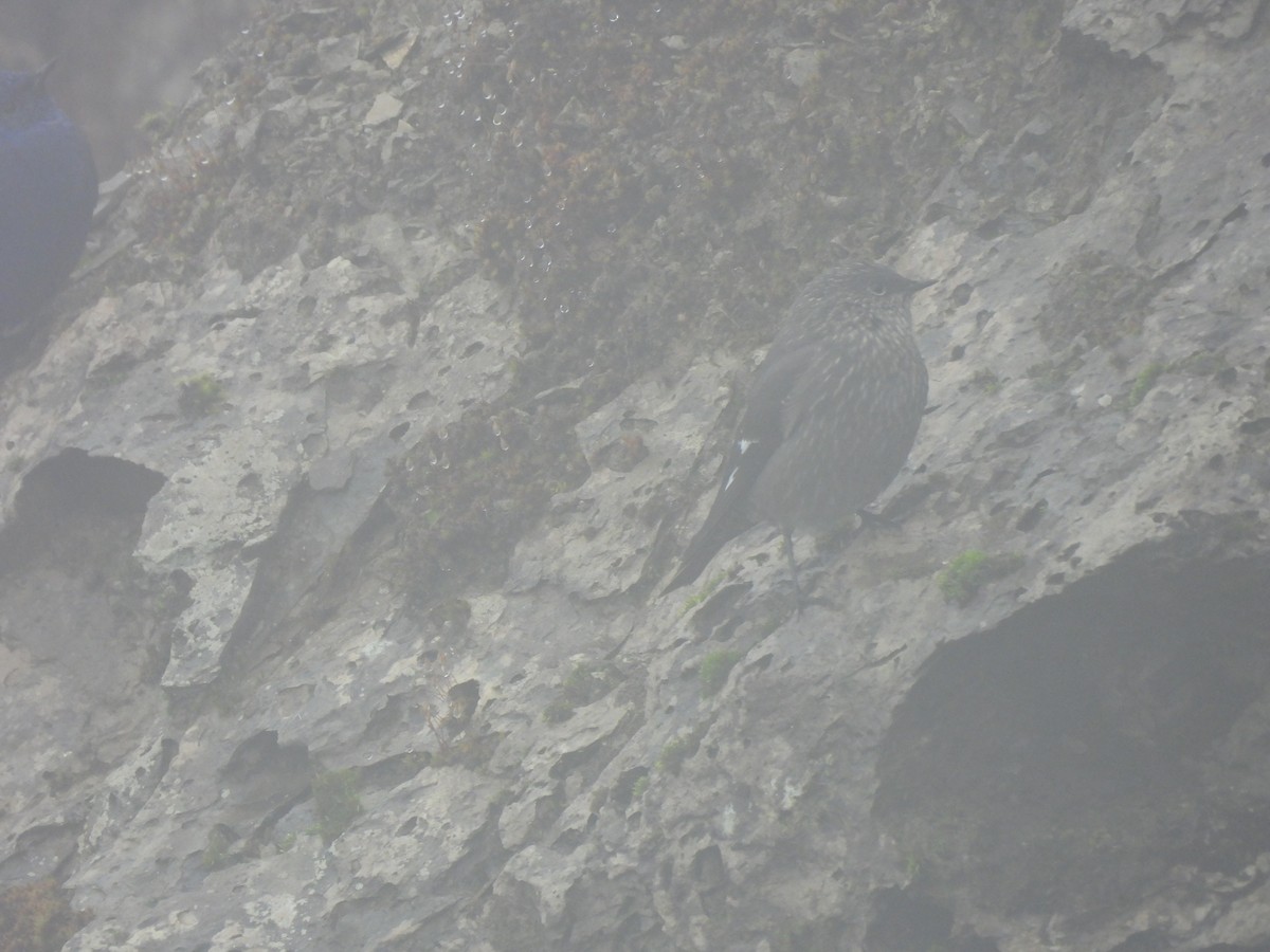 Grandala - ML644847100