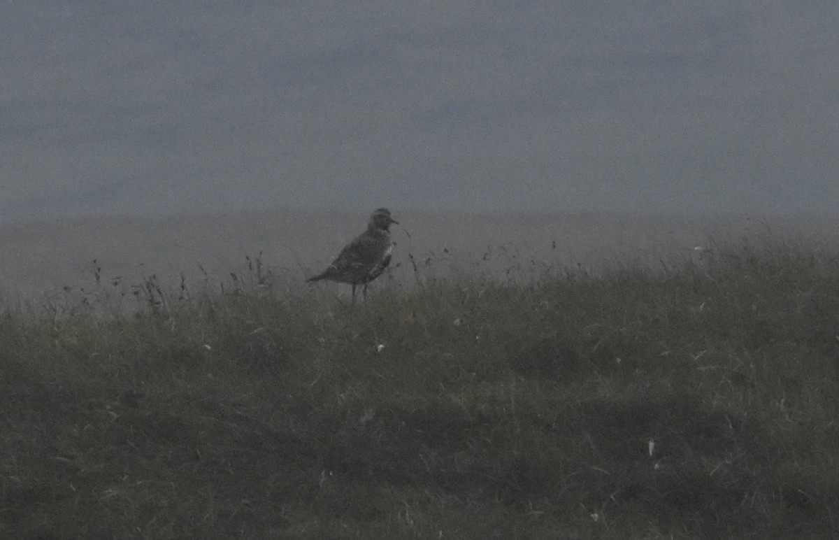 Сивка звичайна - ML644847110