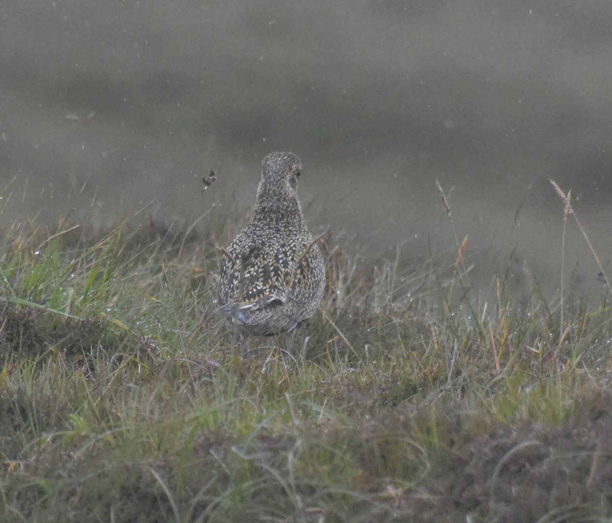 Сивка звичайна - ML644847112