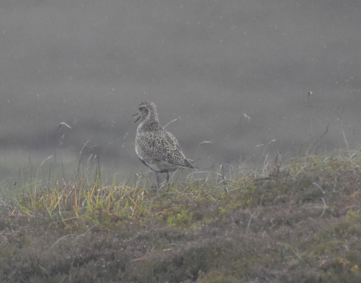 Сивка звичайна - ML644847113