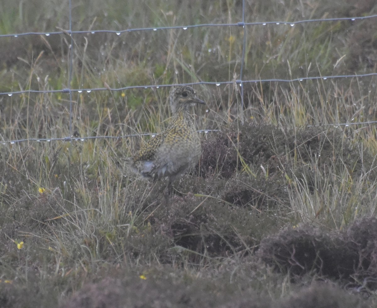 Сивка звичайна - ML644847114