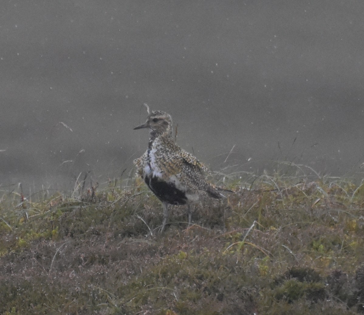 Сивка звичайна - ML644847115