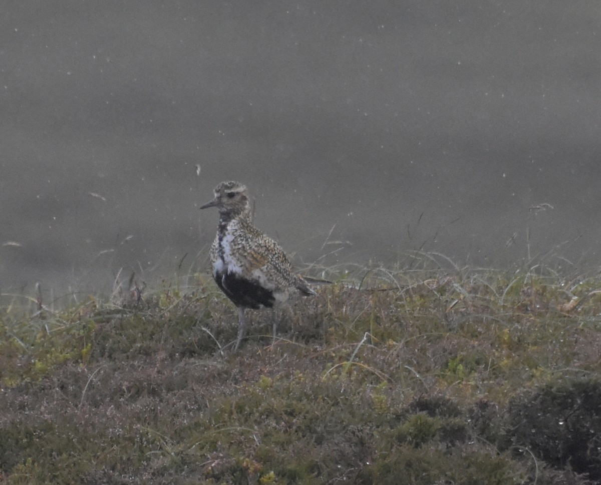 Сивка звичайна - ML644847116