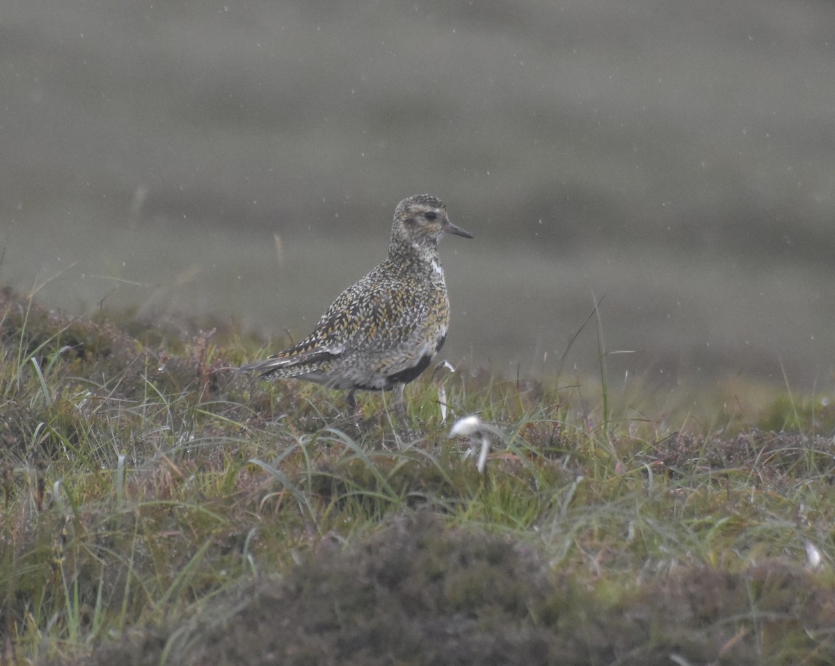 Сивка звичайна - ML644847117