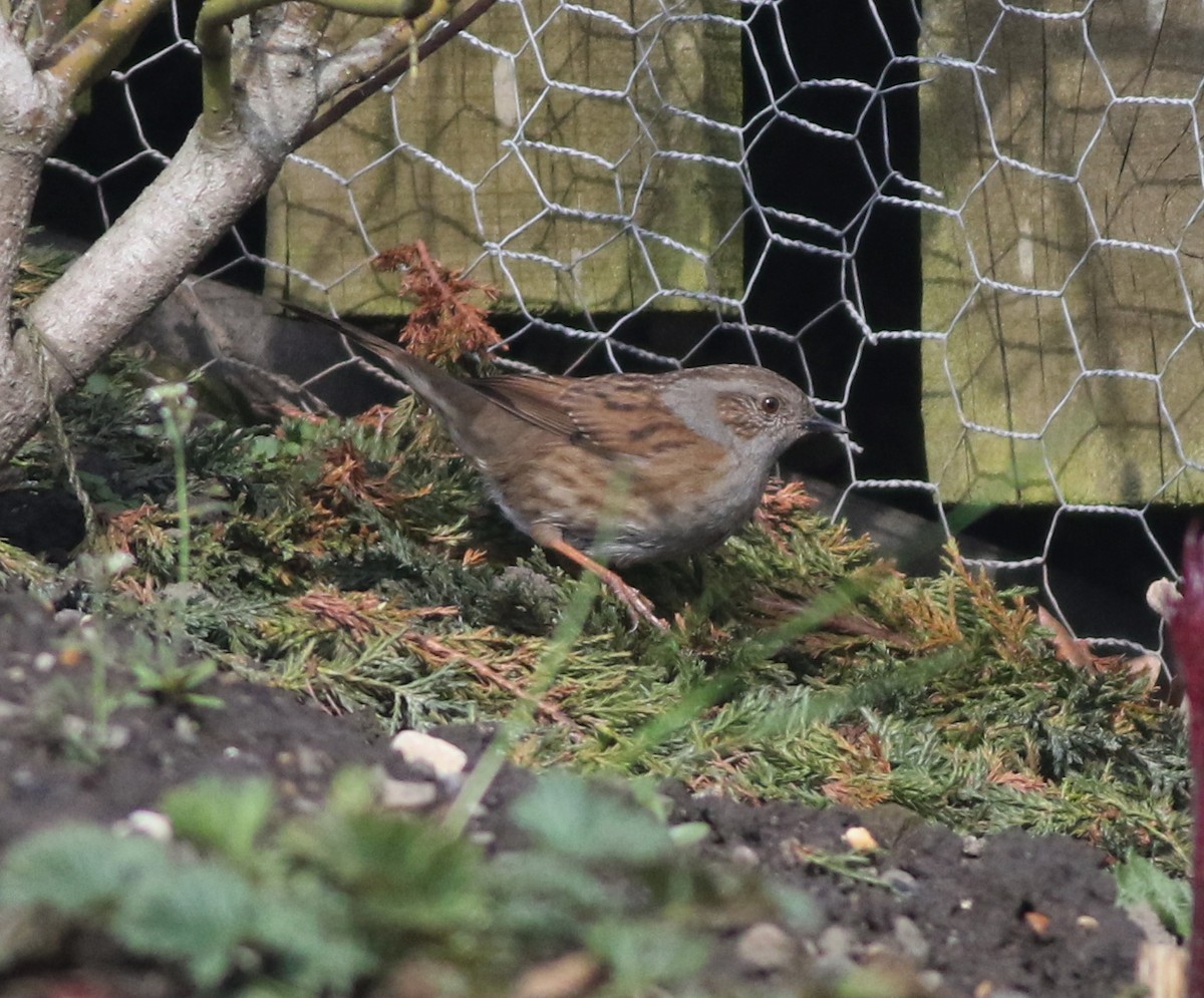 Dunnock - ML644847166