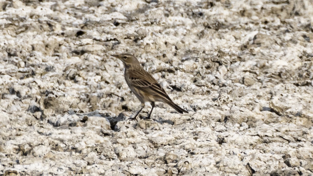 Water Pipit - ML644847167