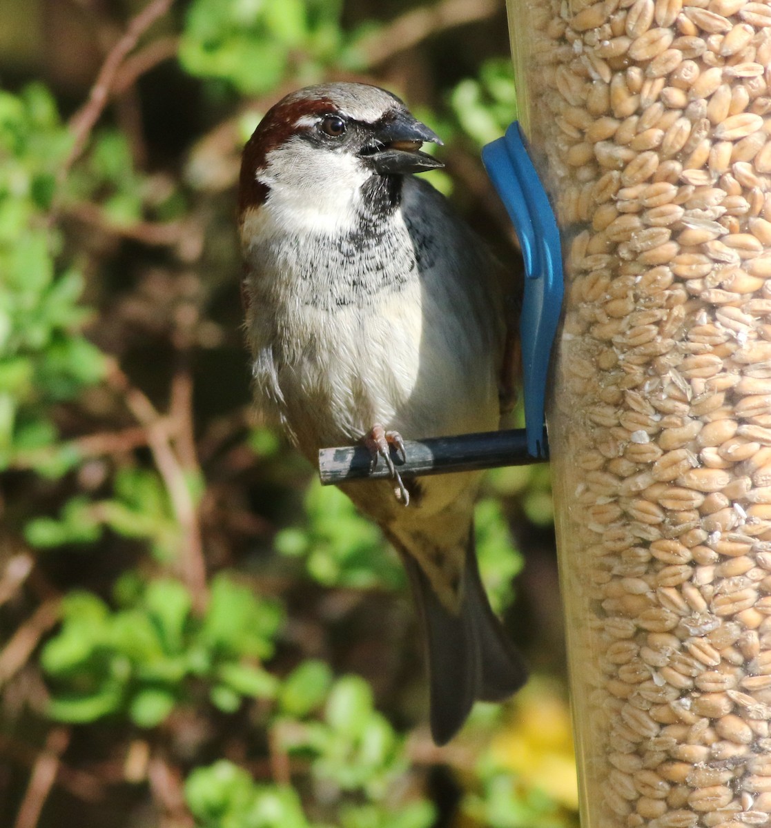 House Sparrow - ML644847168