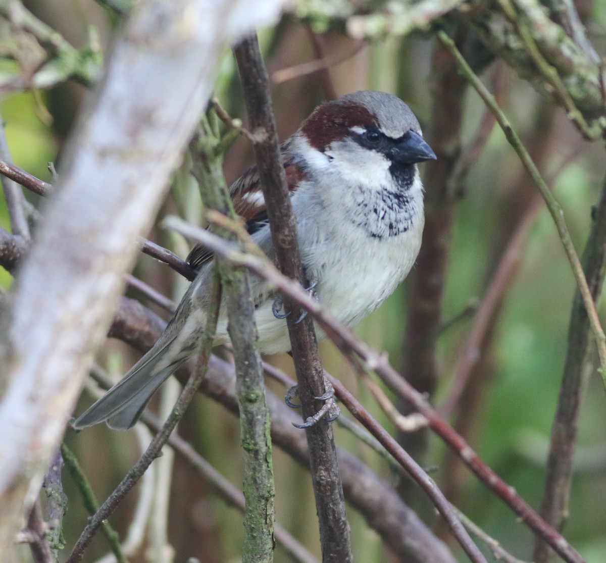 House Sparrow - ML644847169
