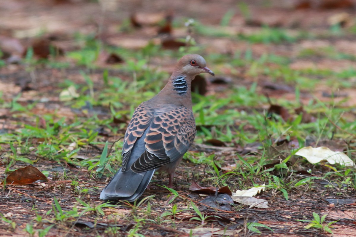 Oriental Turtle-Dove - ML644847176