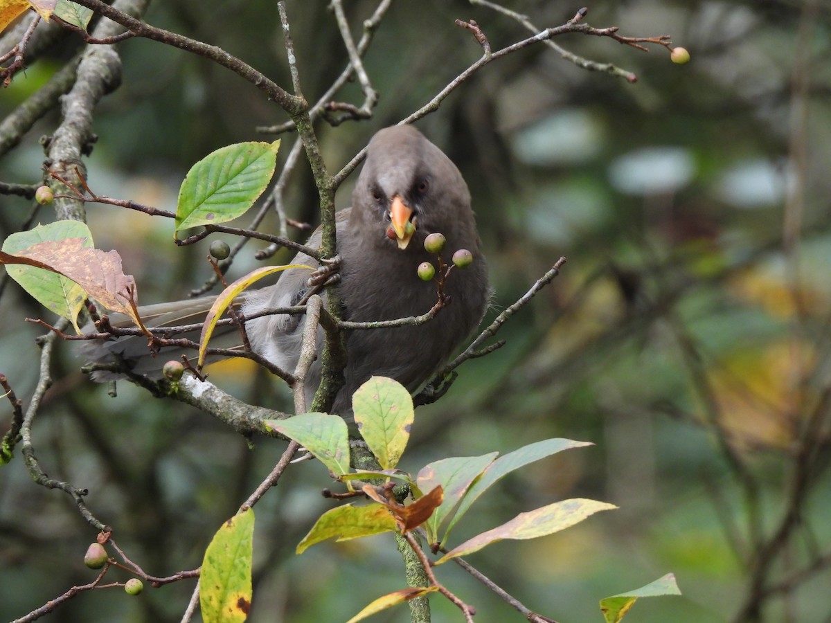 Büyük Papağangaga - ML644847178