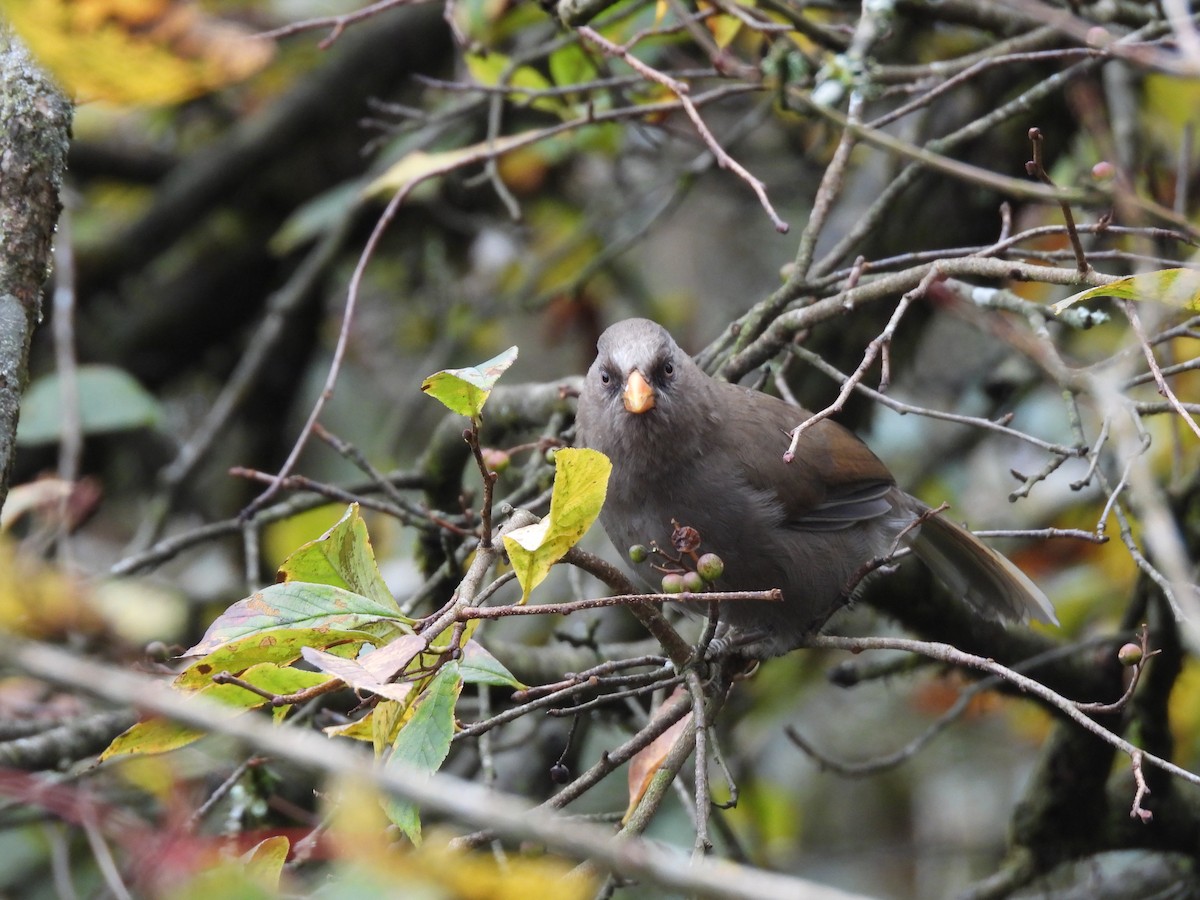 Büyük Papağangaga - ML644847179