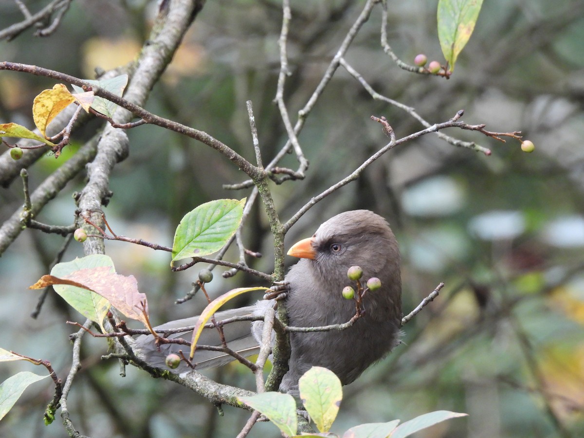 Büyük Papağangaga - ML644847180