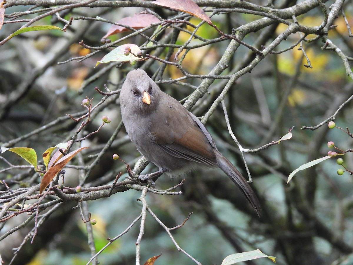 Büyük Papağangaga - ML644847181