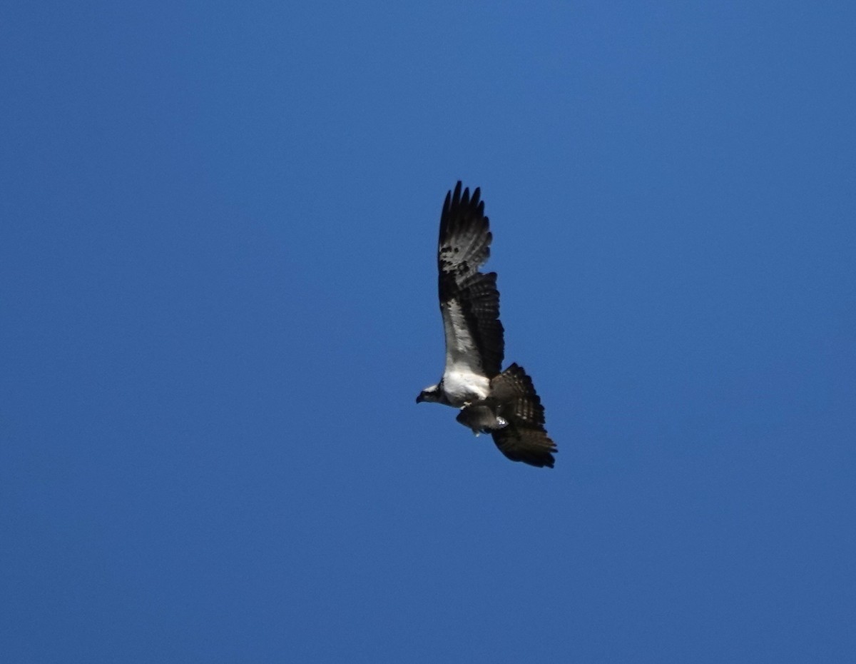 Скопа - ML644847182