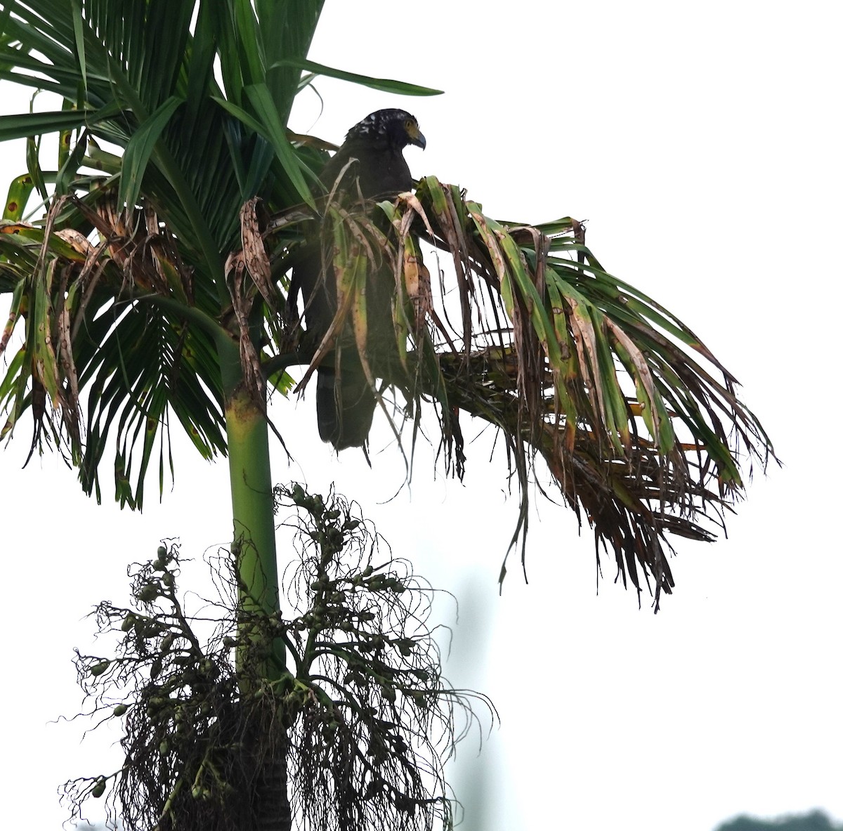 Haubenschlangenadler - ML644847193