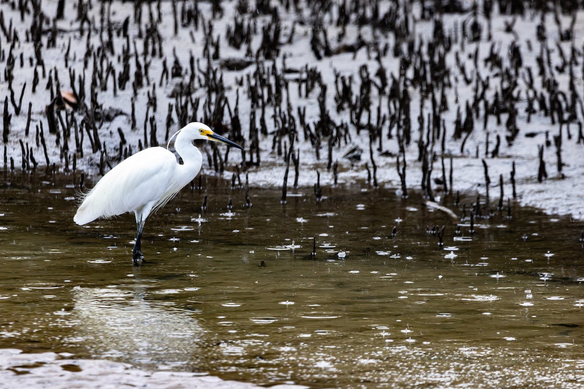 Little Egret - ML644847213