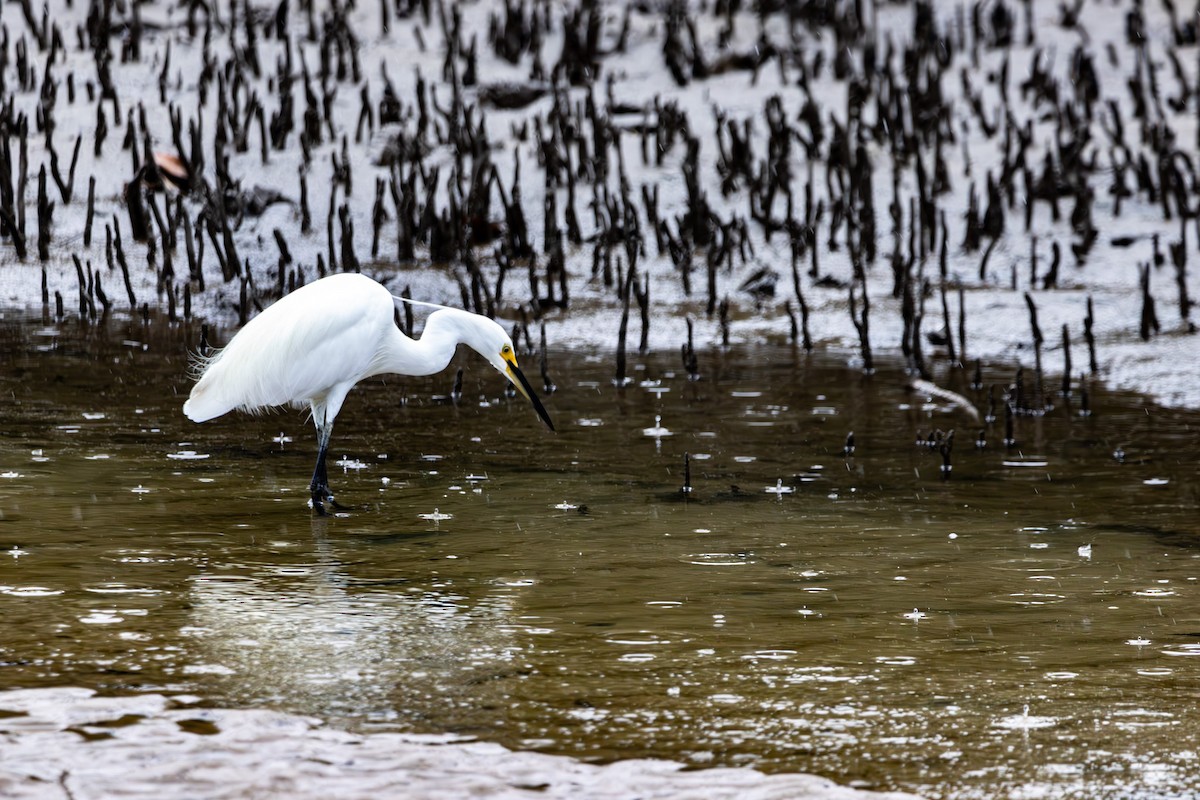 Little Egret - ML644847217