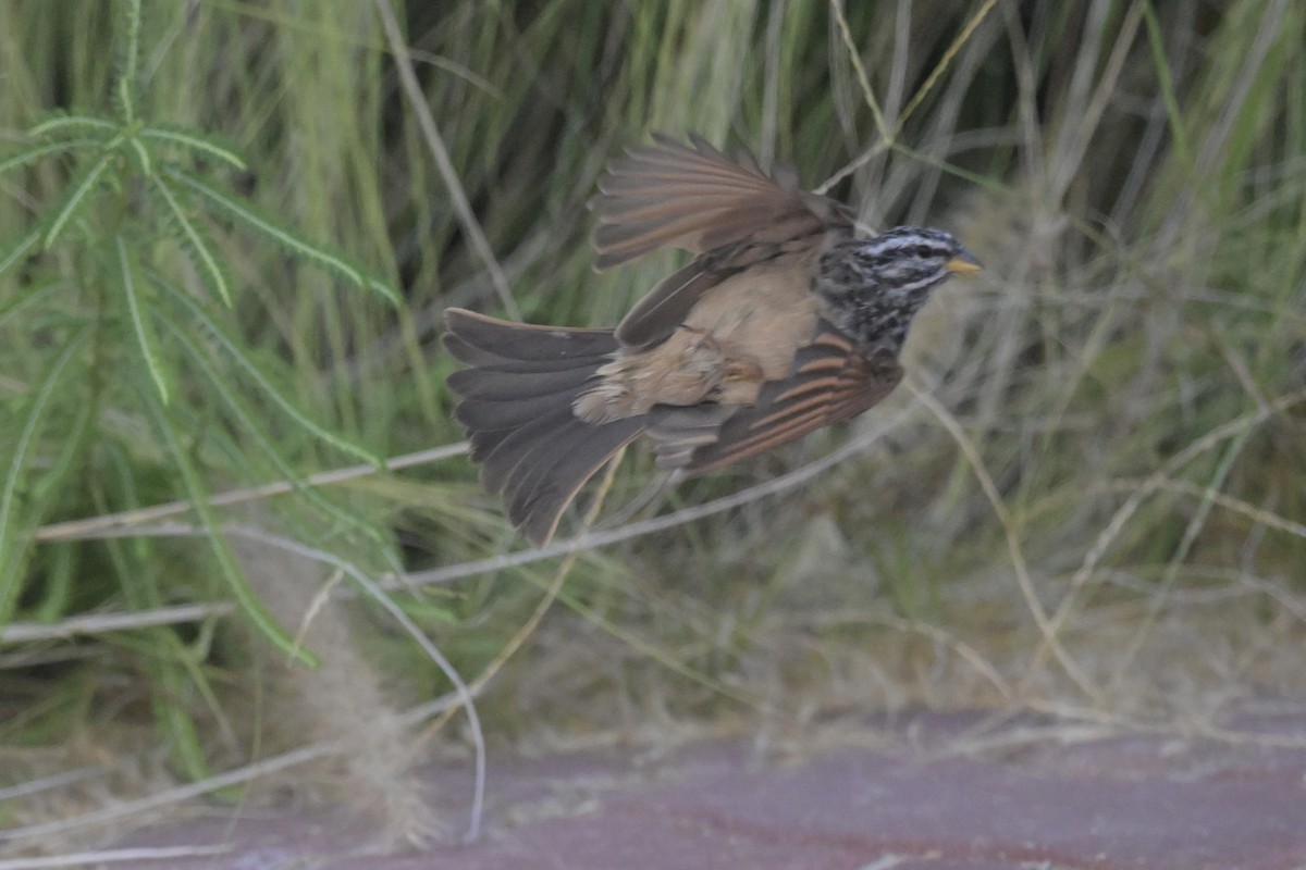 strnad pruhovaný - ML644847228