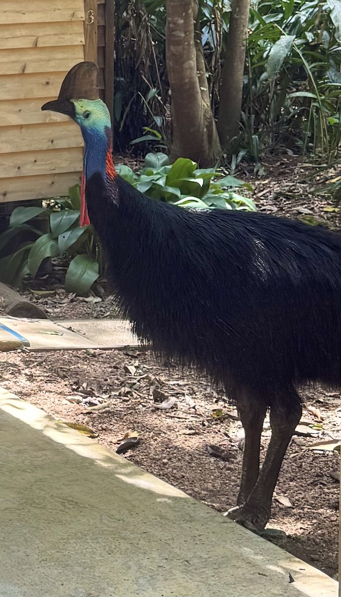 Southern Cassowary - ML644847306