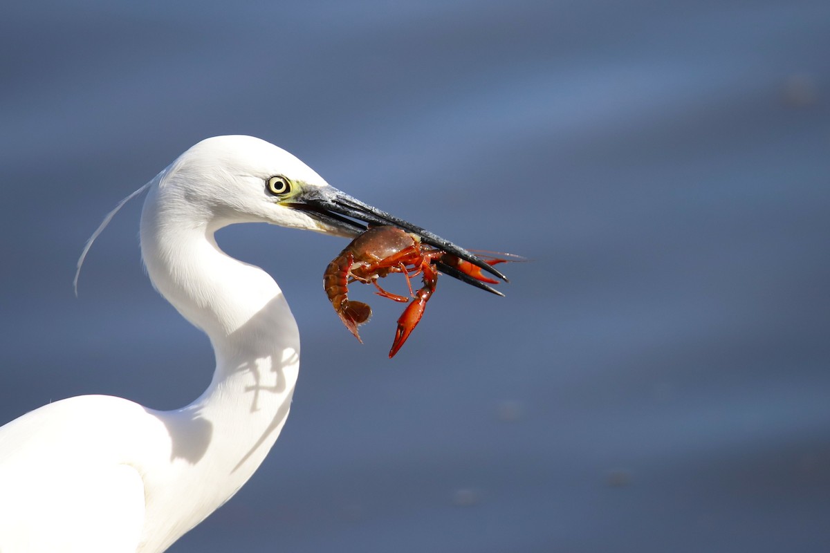 Little Egret - ML644847307