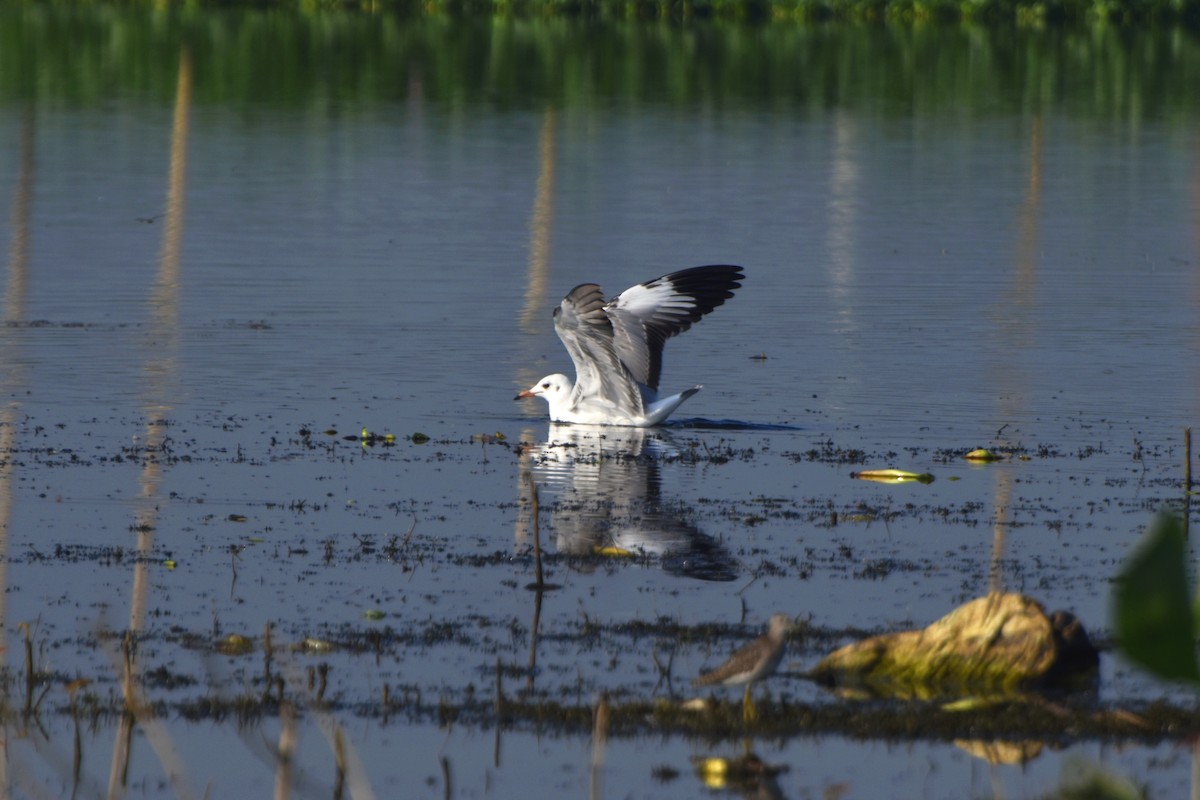 Brown-headed Gull - ML644847308