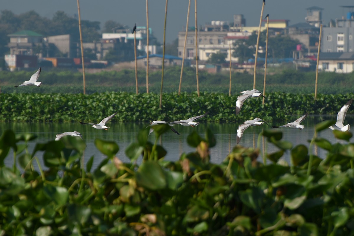 Brown-headed Gull - ML644847309