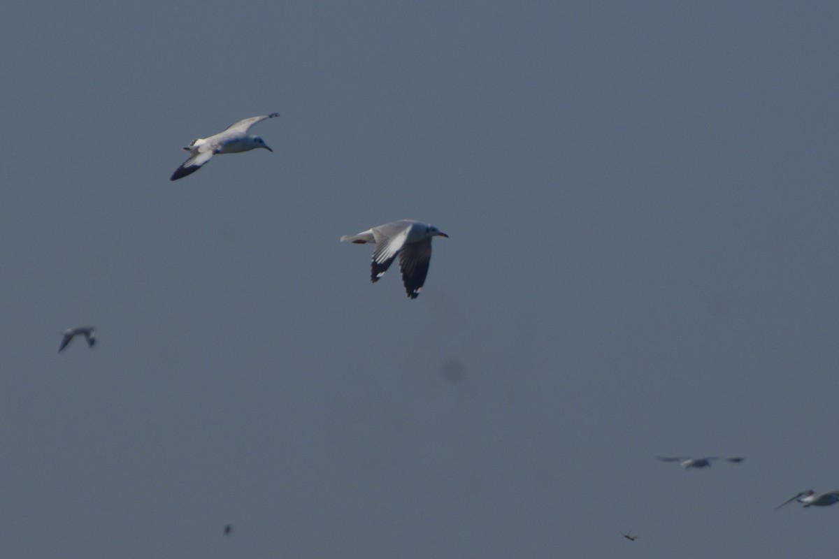 Brown-headed Gull - ML644847310