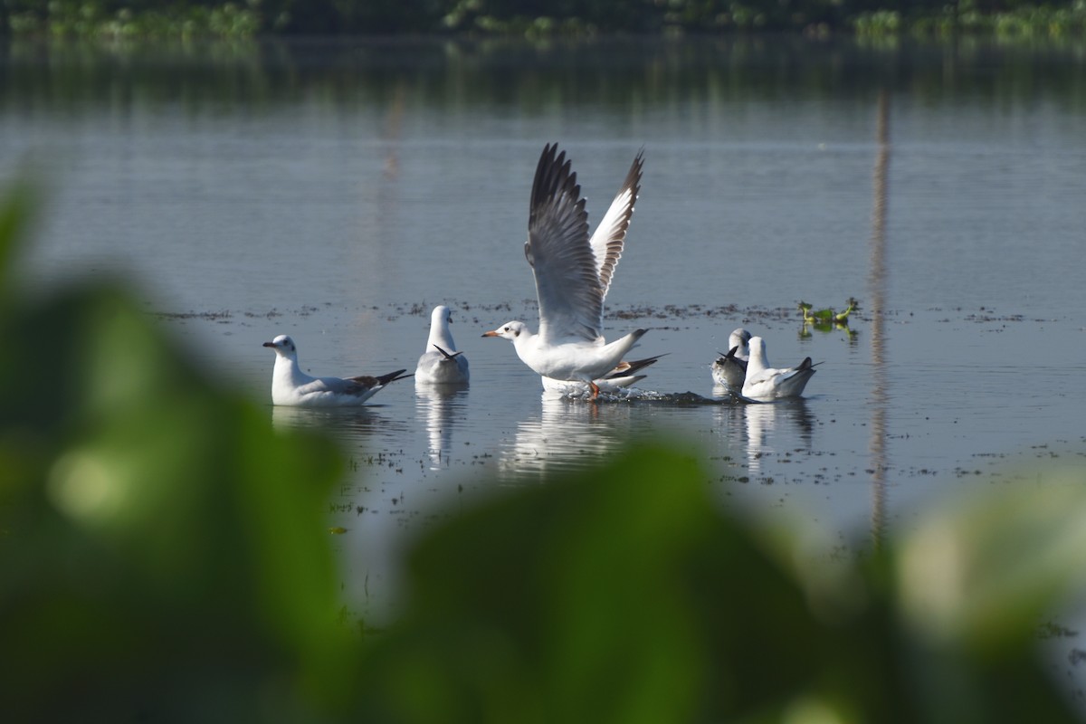 Brown-headed Gull - ML644847311