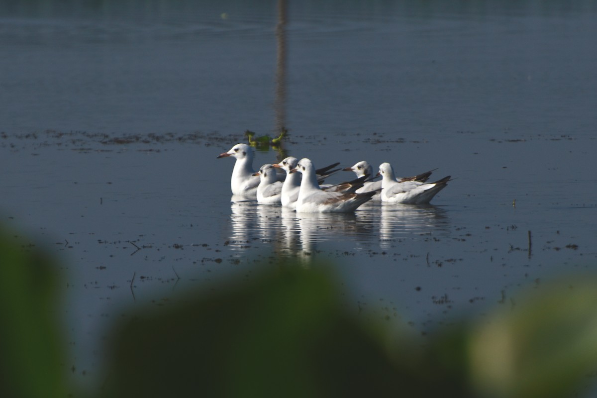 Brown-headed Gull - ML644847312