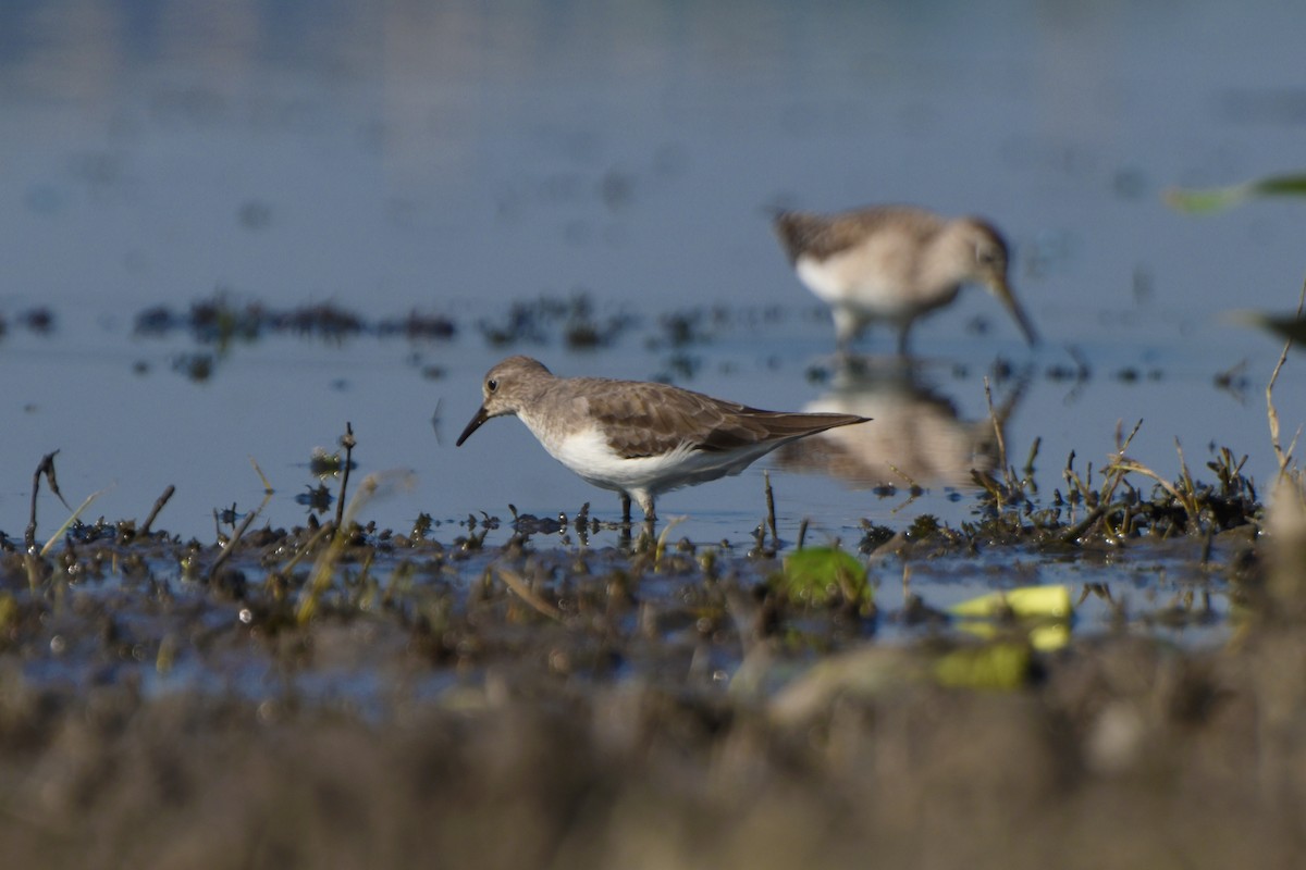 Temminck's Stint - ML644847318