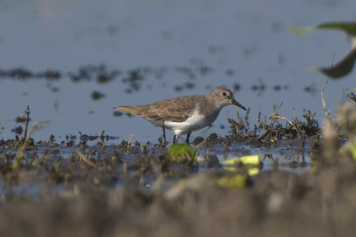 Temminck's Stint - ML644847319