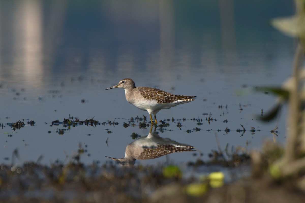 Wood Sandpiper - ML644847323