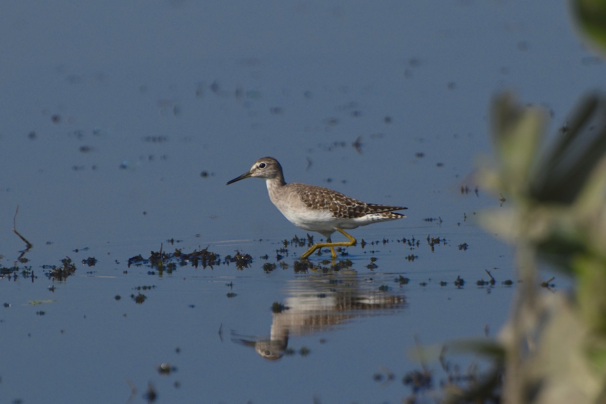 Wood Sandpiper - ML644847324