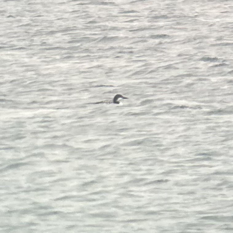 Pacific Loon - ML644847326