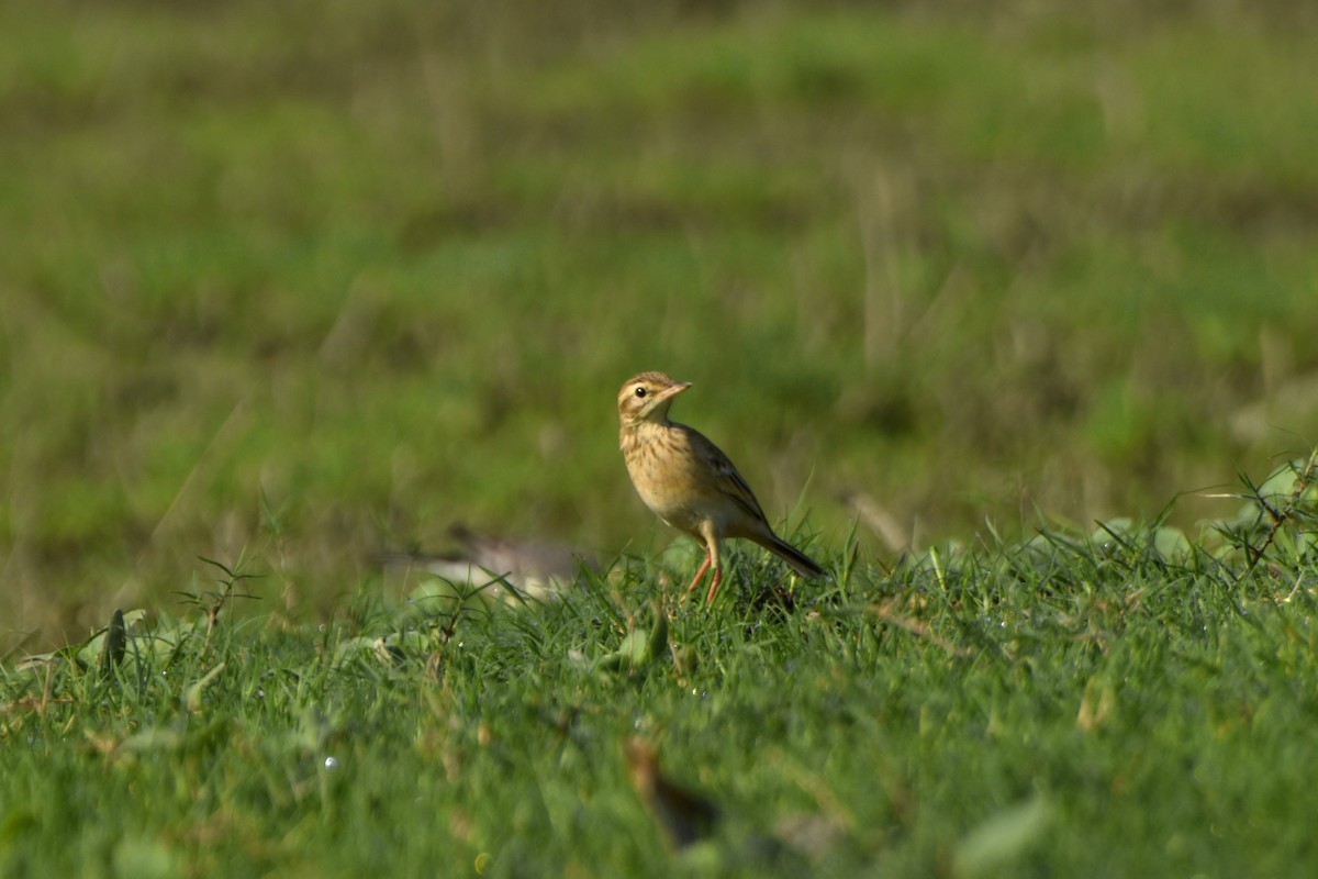 Paddyfield Pipit - ML644847328