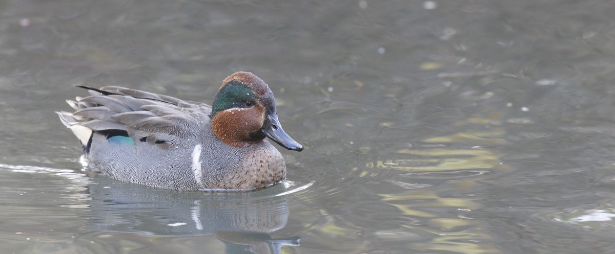 krikkand (carolinensis) (amerikakrikkand) - ML644847333