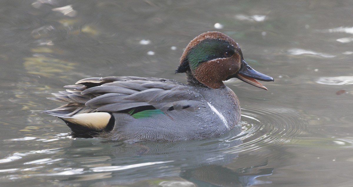 krikkand (carolinensis) (amerikakrikkand) - ML644847337