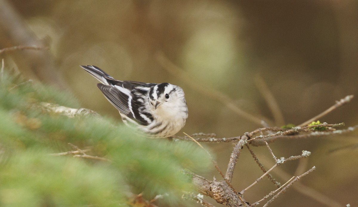 klatreparula - ML644847343