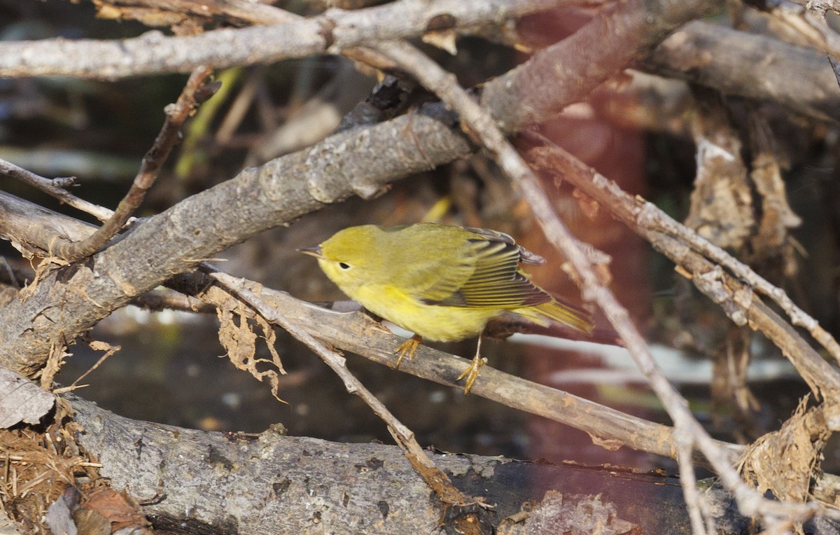 Northern Yellow Warbler - ML644847351