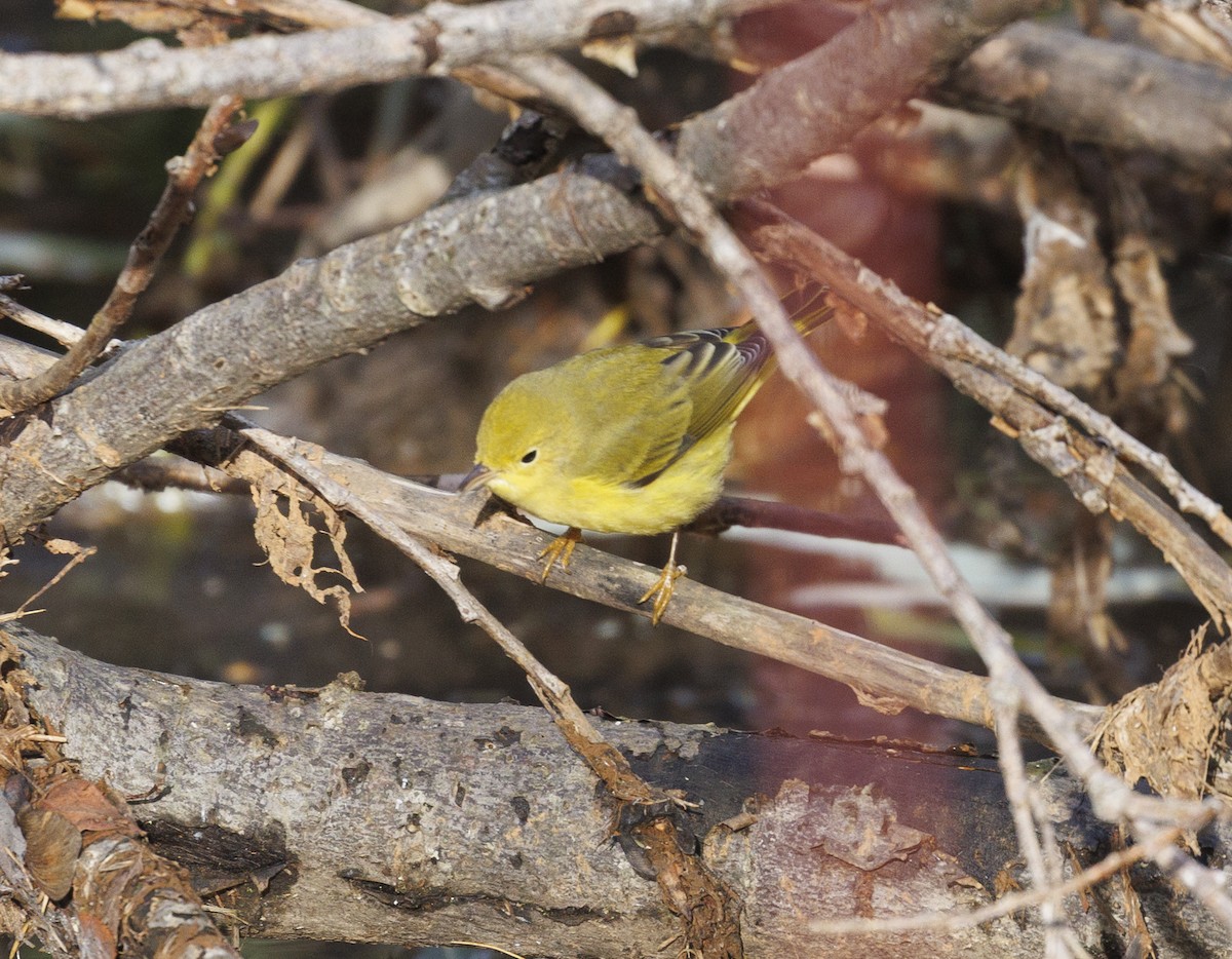 Northern Yellow Warbler - ML644847353