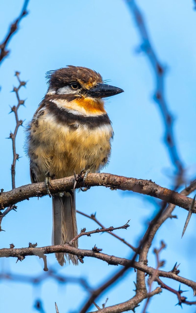 Russet-throated Puffbird - ML644847356