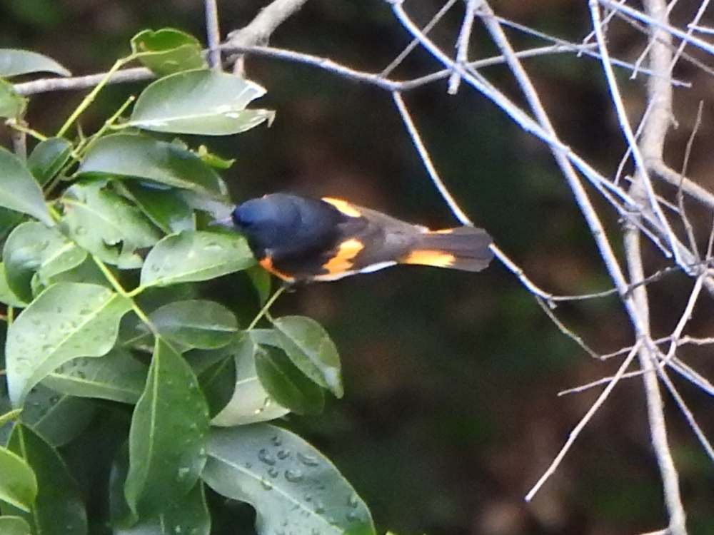 American Redstart - ML644847361