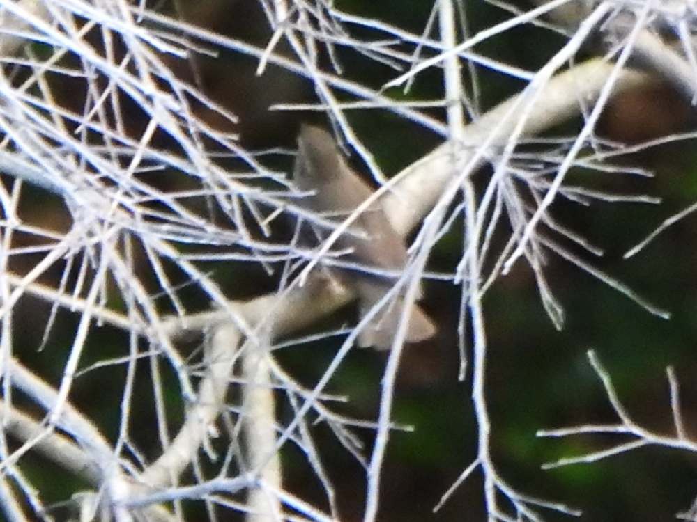 Northern Waterthrush - ML644847362