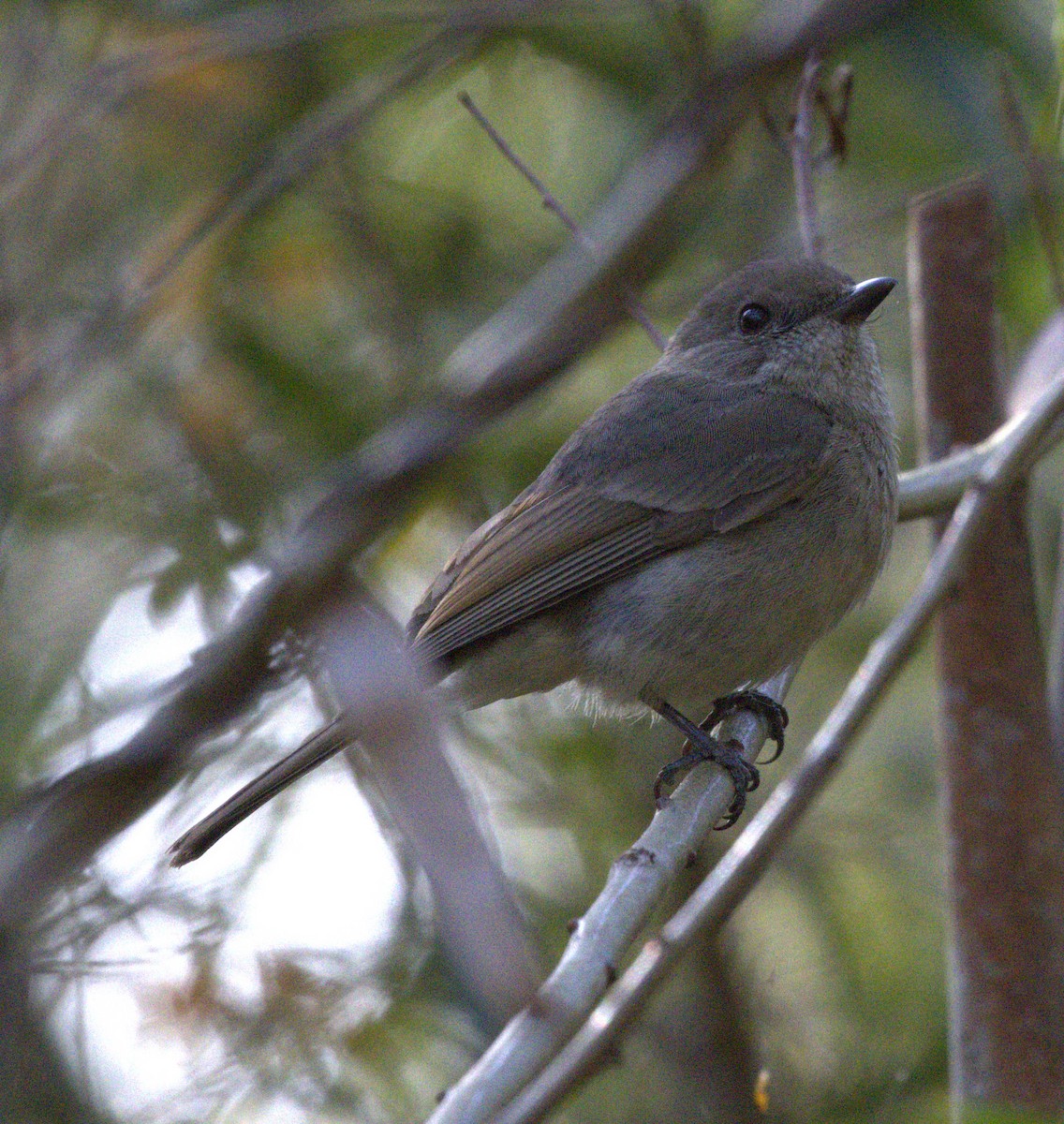 Golden Whistler - ML644847364
