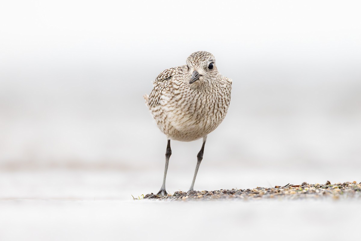 Тулес - ML644847367