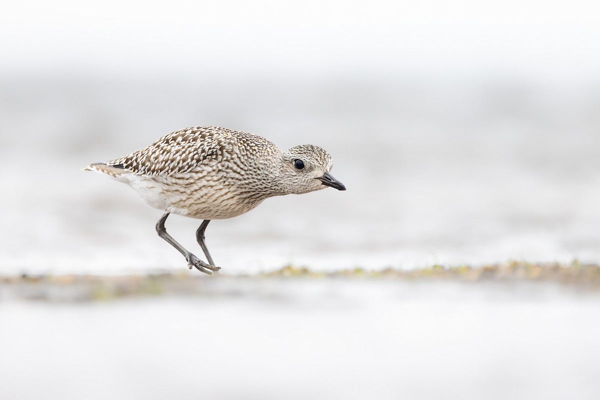 Тулес - ML644847368